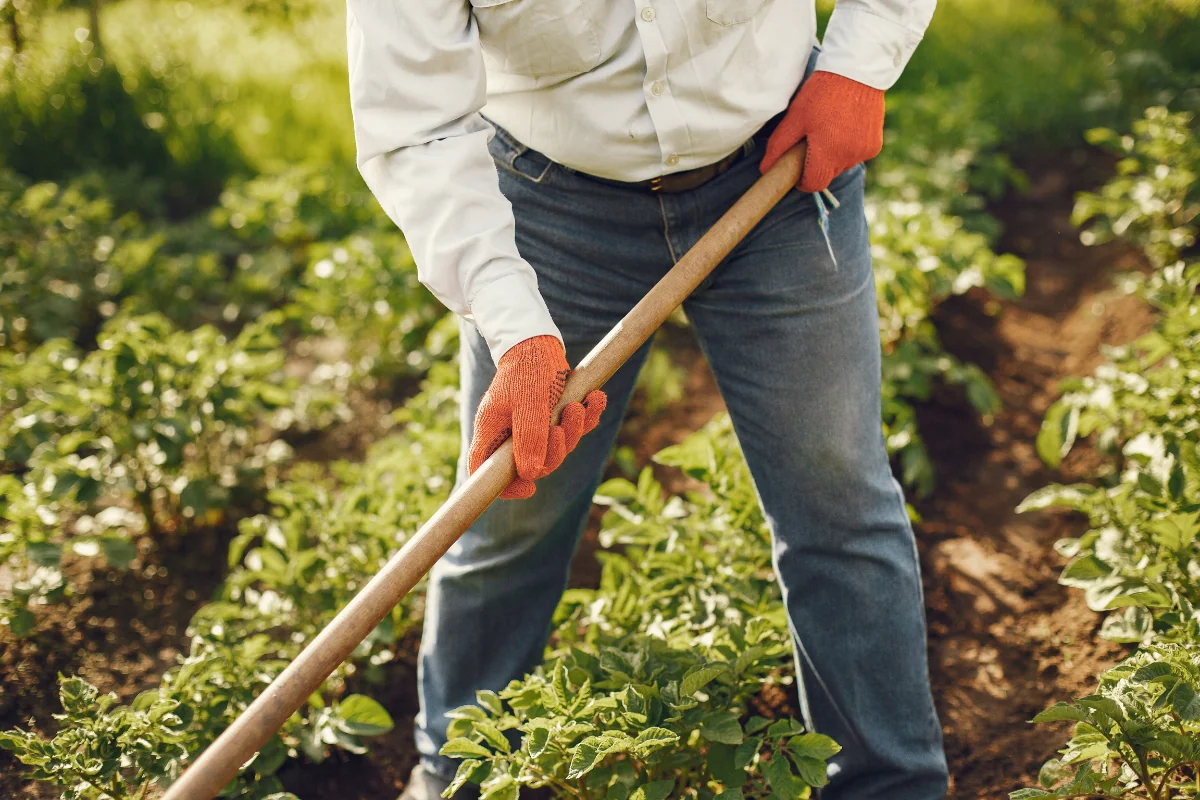 Startup Marketing Farming